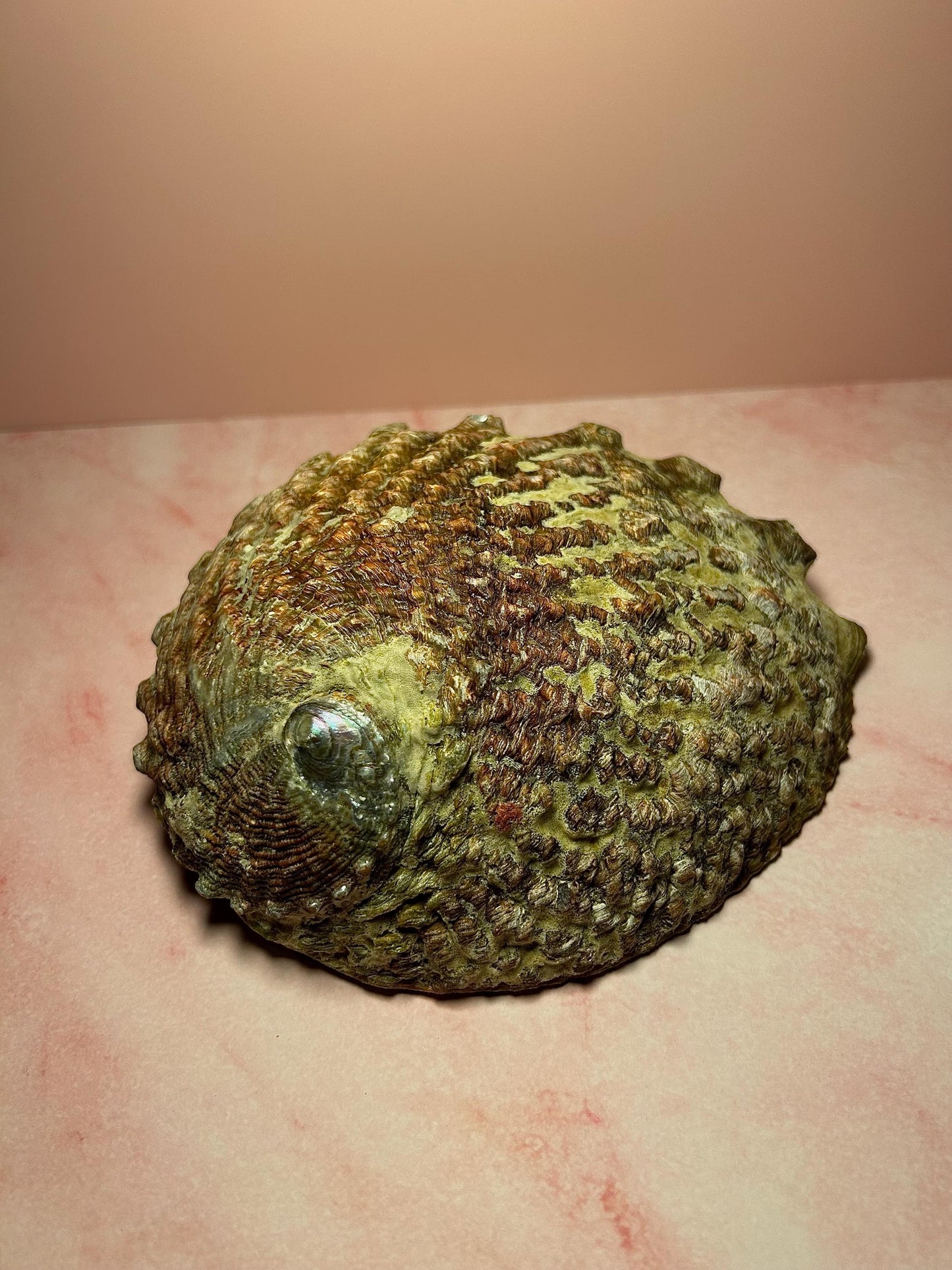 Green Abalone Shell for Smudging & Decor, Iridescent Shell for Cleansing, Rituals, Altar Use, Coastal Home Decor