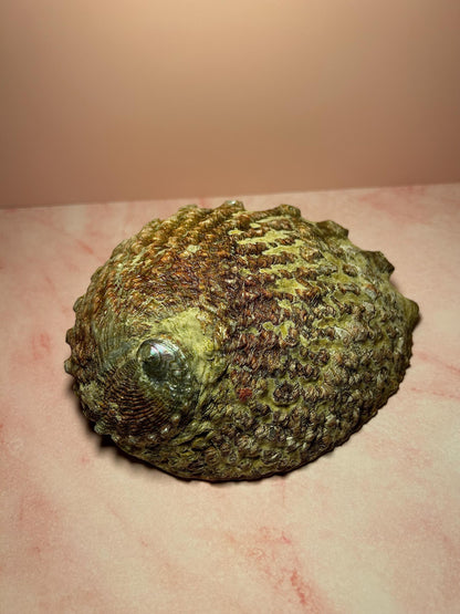 Green Abalone Shell for Smudging & Decor, Iridescent Shell for Cleansing, Rituals, Altar Use, Coastal Home Decor
