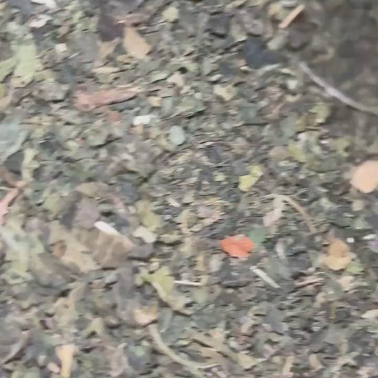 Nettle Leaf Dried Flower