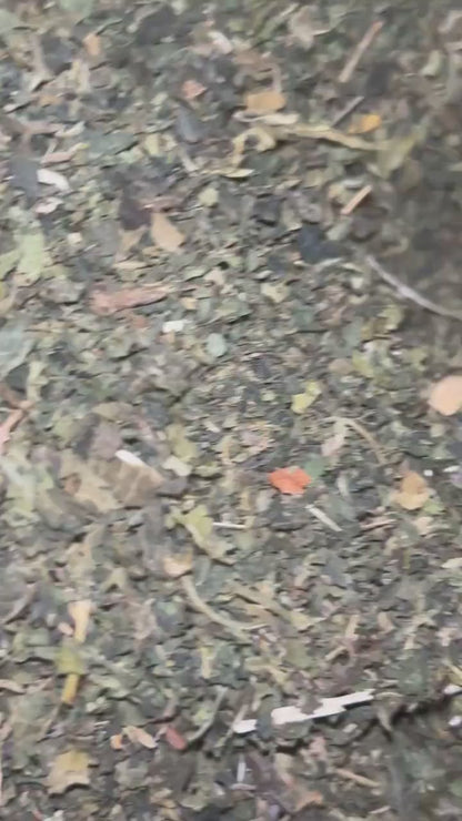 Nettle Leaf Dried Flower