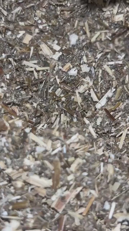 Mugwort Dried Herb, Dream Tea, Third Eye Herb