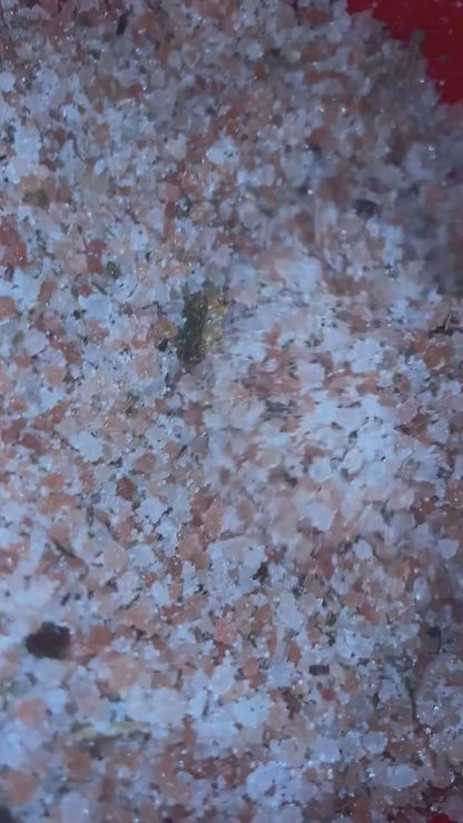 Enchanted Bath Salt for Attraction, Manifestation Ritual Spa Soak, Enticing Self-Care to Attract Love & Positive Energy