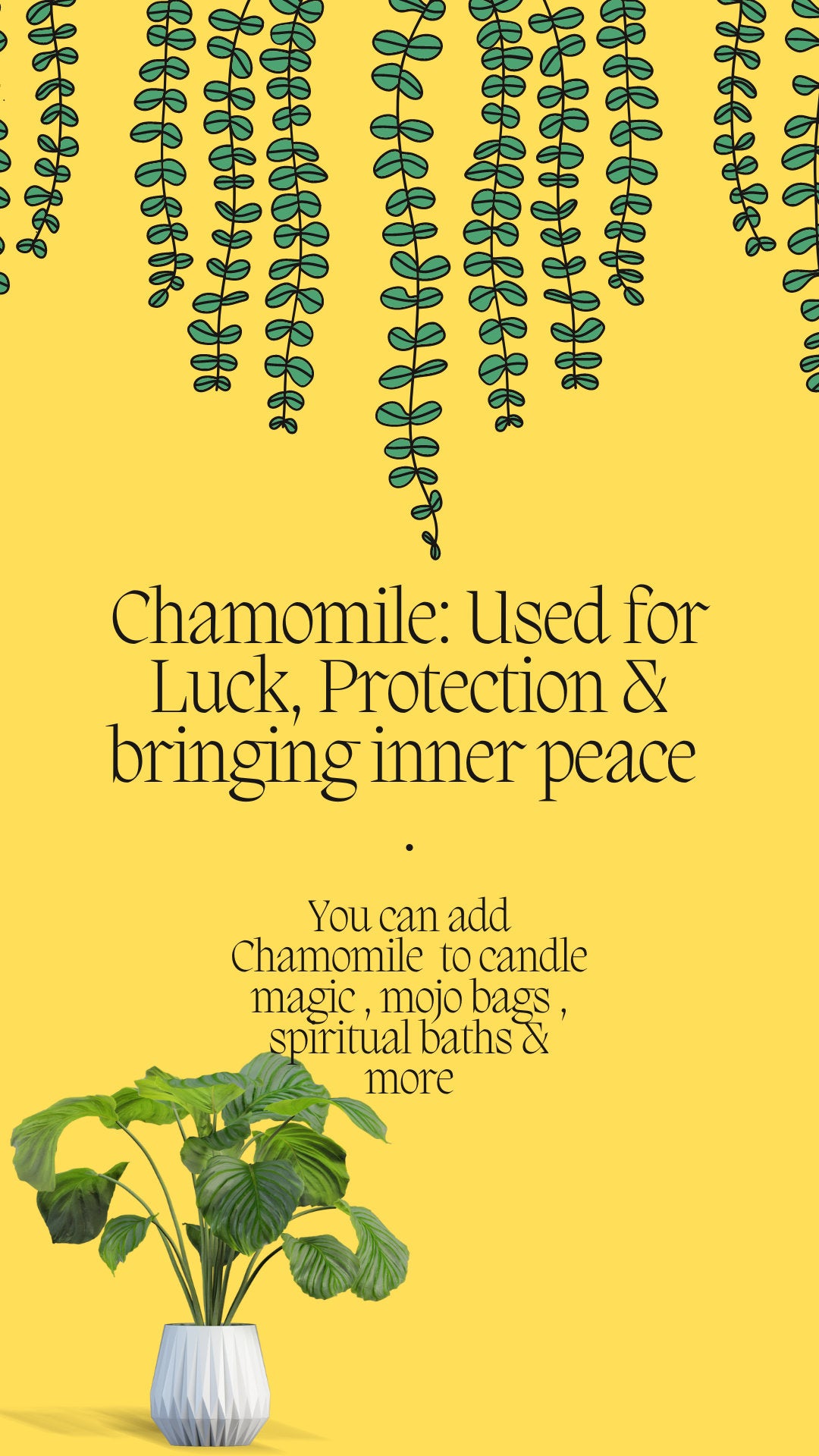 Dried Chamomile